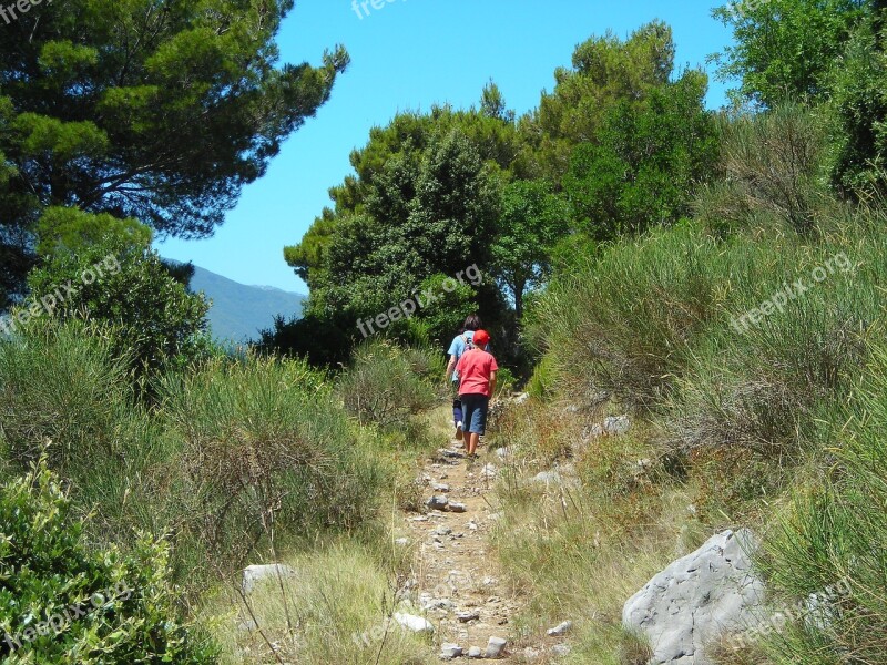 Mountain Trail Hiking Green Forest