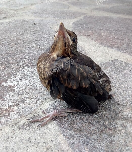 Blackbird Young Bird Chicks Bird Free Photos