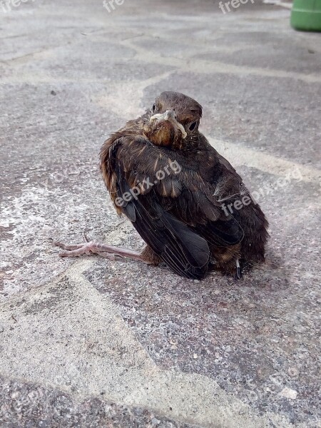 Blackbird Maiden Flight Nest Young Free Photos