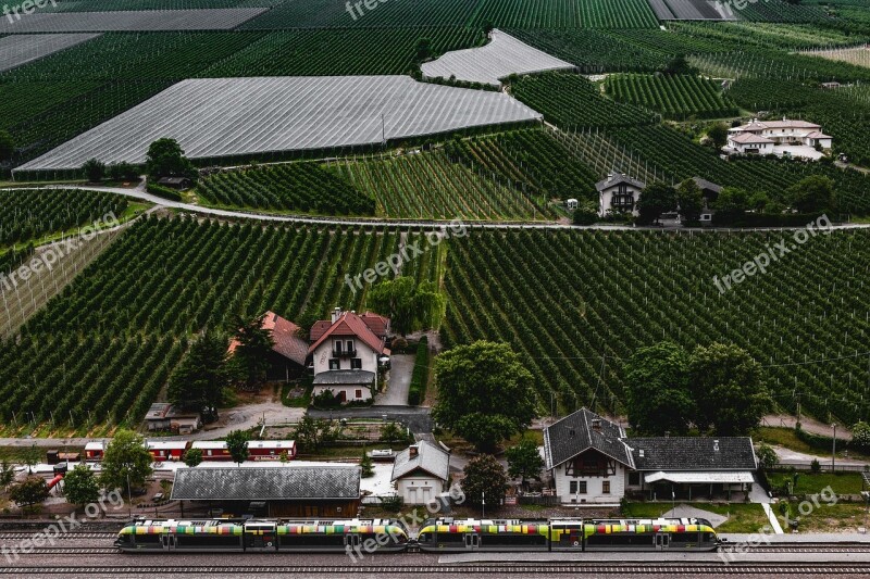 Vineyards Vines Winegrowing Green Vine