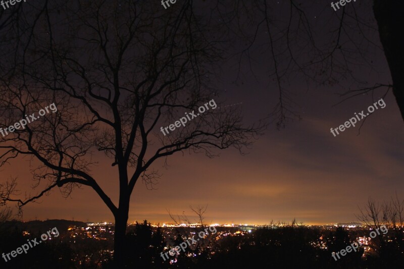 City Night Tree Night Photograph Lights