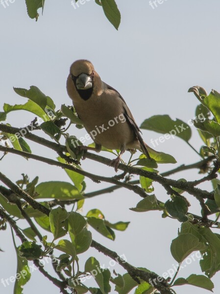 Evil Eye Bird Village Summer Grosbeak