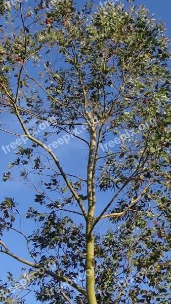 Eucalyptus Tree Blue Sky Free Photos