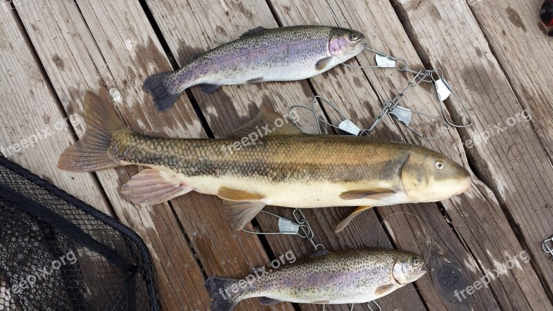 Trout Fishing Fish Sucker Hook