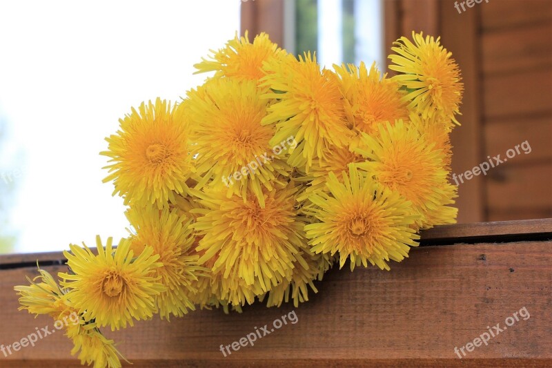 Dandelion Dandelions Yellow Flower Summer Flowers