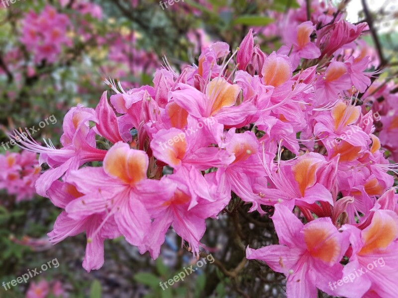 Flowers Azaleas Azalea Spring Free Photos