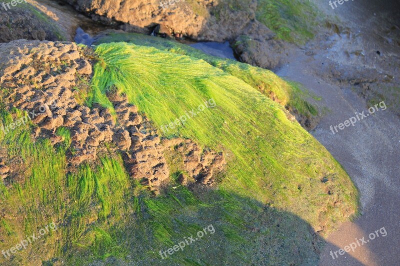 Seaweed Nature Texture Marine Algae