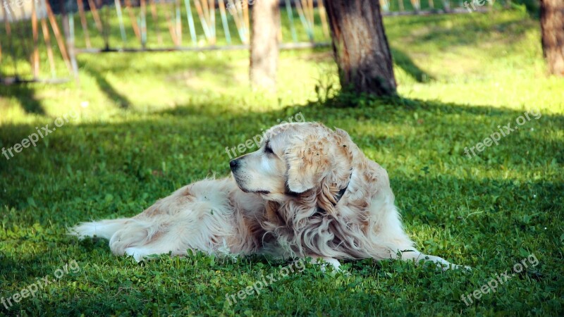 Golden Retriever Golden Retriever Dog Animal