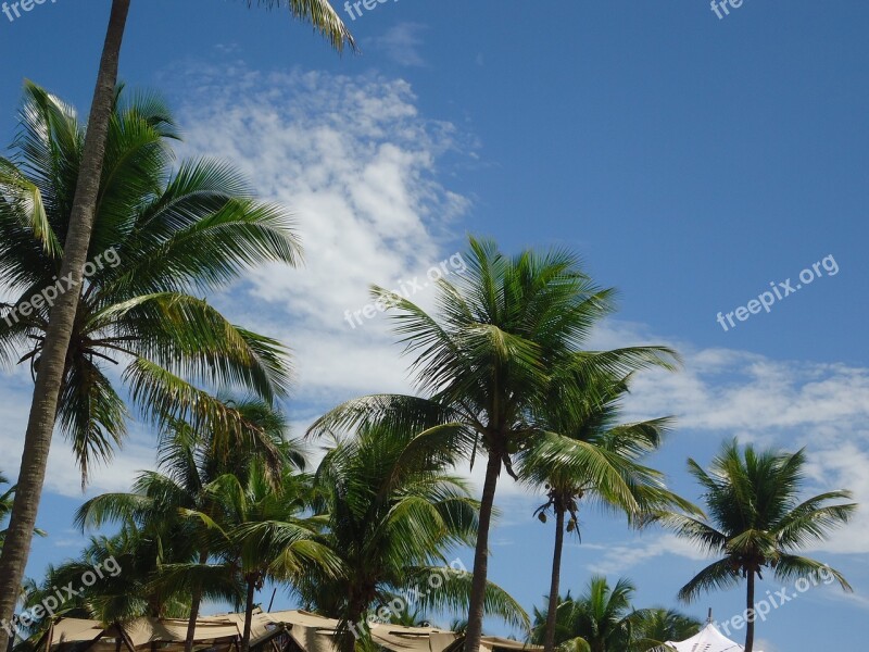 Coconut Trees Sky Beach Bahia Clouds