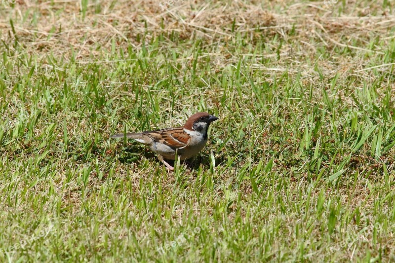 Animal Park Grass Lawn Little Bird