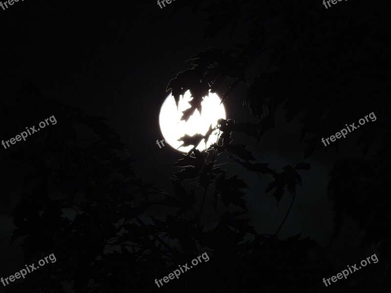 Spooky Moonlight Through Trees Halloween Moon Backround