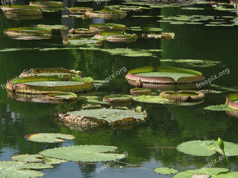 Water Lily Giant Water Lily Nymphaea Gigantea Aquatic Plant Leaves