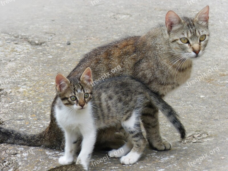 Gata Kitten Mother And Son Breeding Housecat