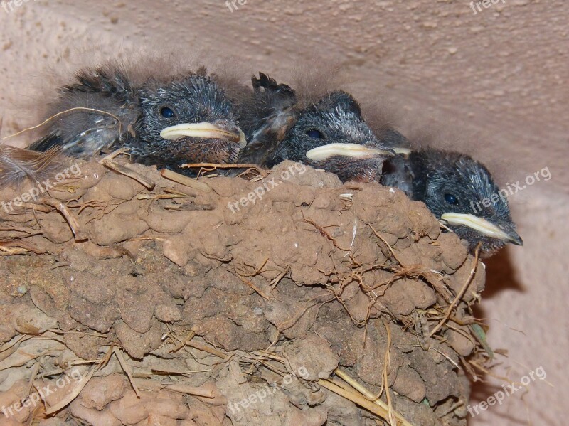 Nest Chicks Swallow Hyip Hunger