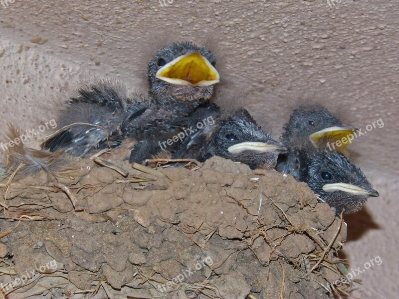 Nest Chicks Swallow Hyip Hunger