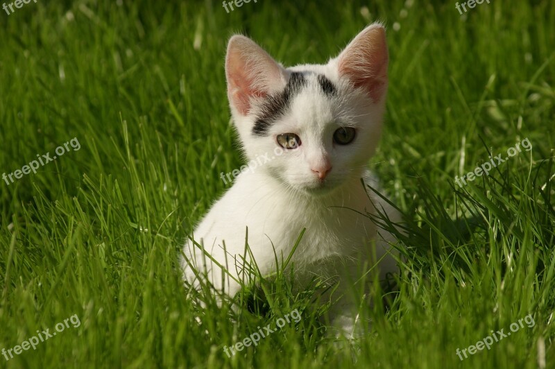 Small Cat Cat Domestic Cat Pet Kitten