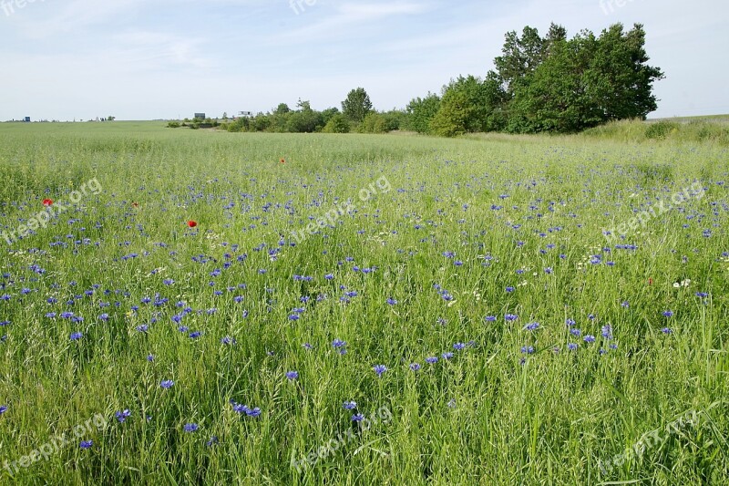 Cornflowers Field Meadow Village Green