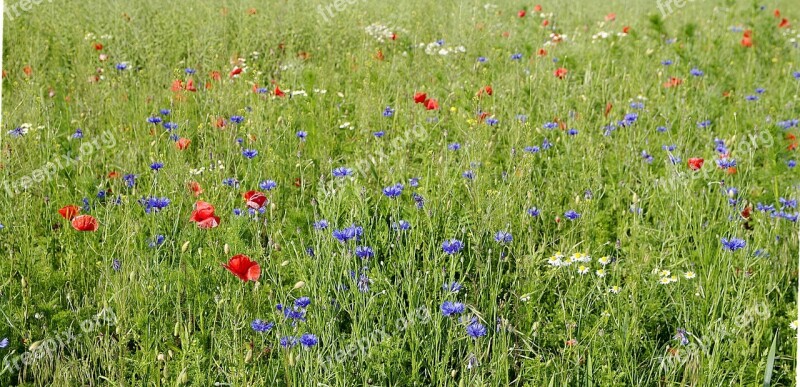 Cornflowers Field Meadow Village Green