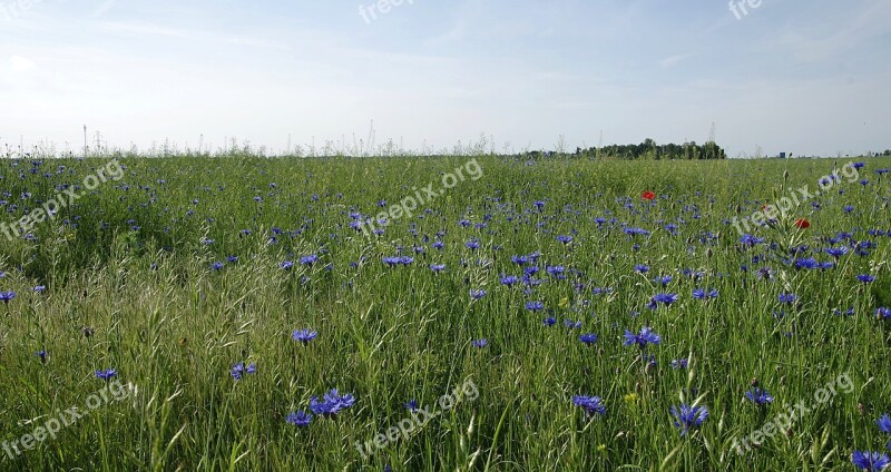 Cornflowers Field Meadow Village Green