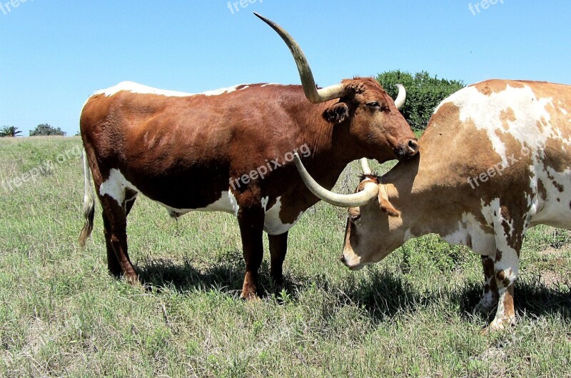 Longhorn Cattle Bull Beef Oxen