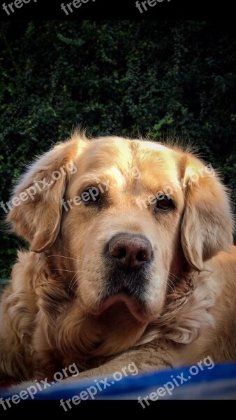 Dog Golden Retriever Pet Big Dog Animal