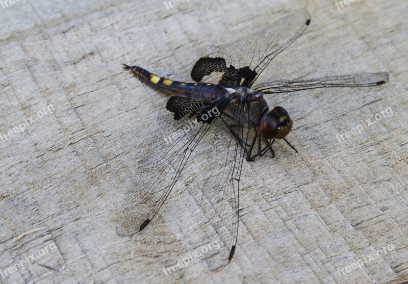 Black Saddlebags Tramea Lacerata Dragonfly Odonata Insect