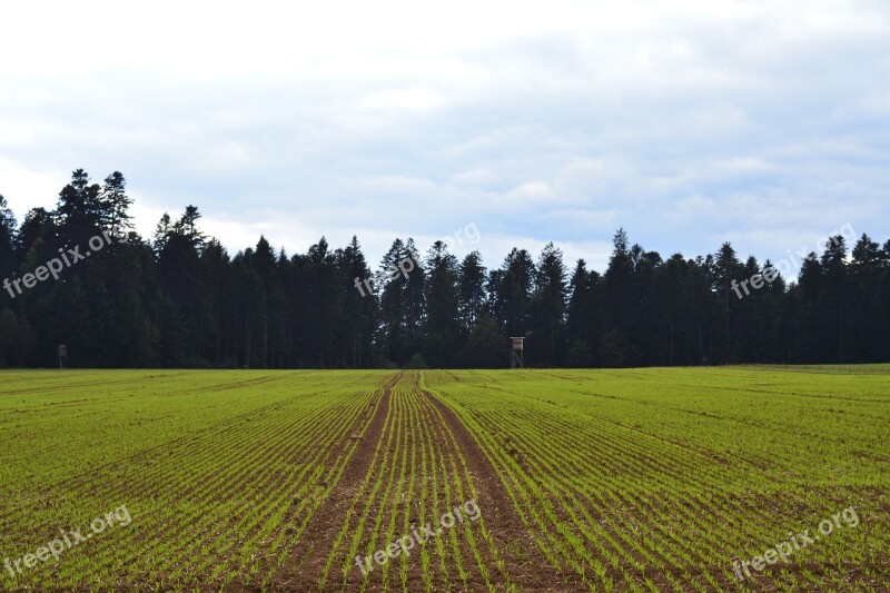 Meadow The Cultivation Of Forest Grass Agriculture