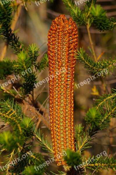 Banksia Flower Banksia Ericifolia Heath Banksia Bloom