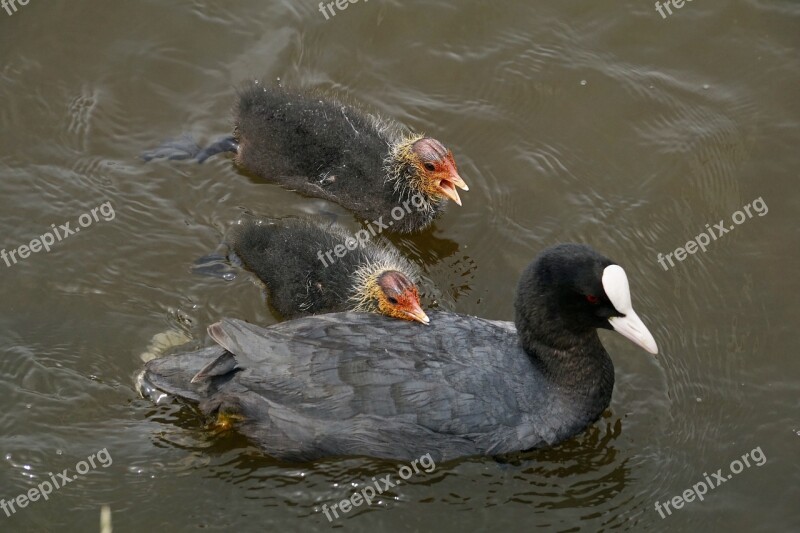 Coot Waterfowl Plumage Nature Waters