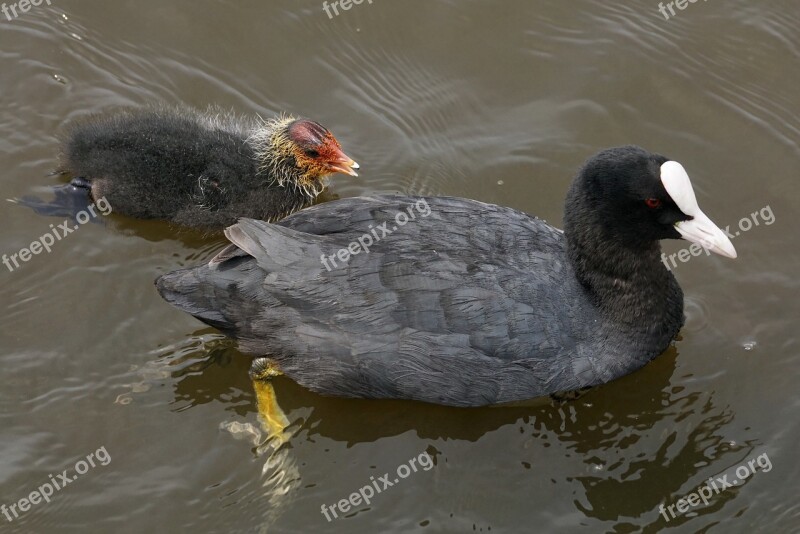 Coot Waterfowl Plumage Nature Waters