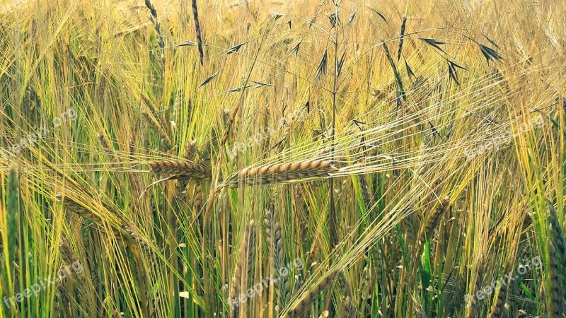 Cornfield Barley Grains Agriculture Harvest Field