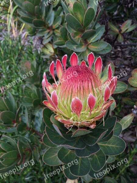 Protea Flower Garden Botanical Floral