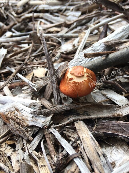 Wild Mushroom Garden Wood Chips Nature Mushroom