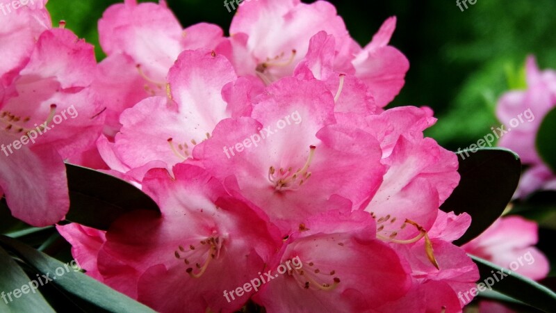 Flower Flowering Shrub Nature Rhododendron Plant