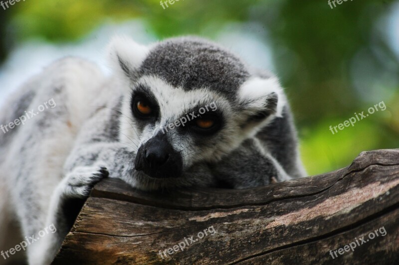 Lemur Sitting Zoo Clear Zoological Garden