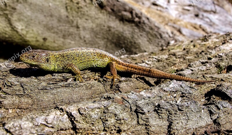 Lizard Sand Lizard Reptile Nature Animal