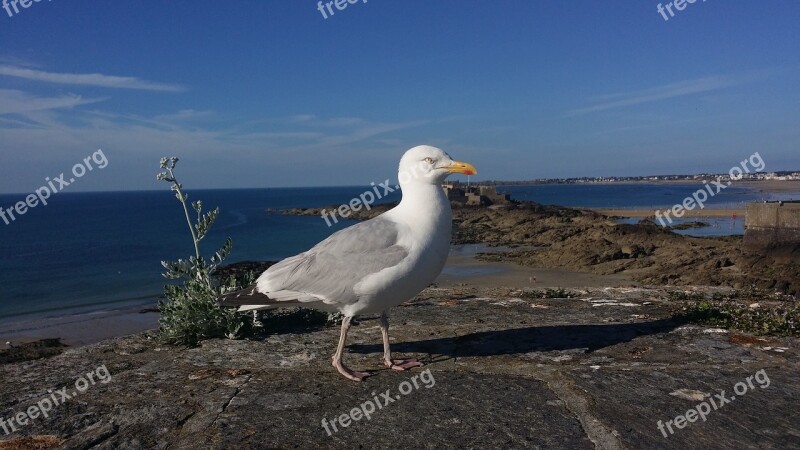 Seagull Part Cliff Birds Sea