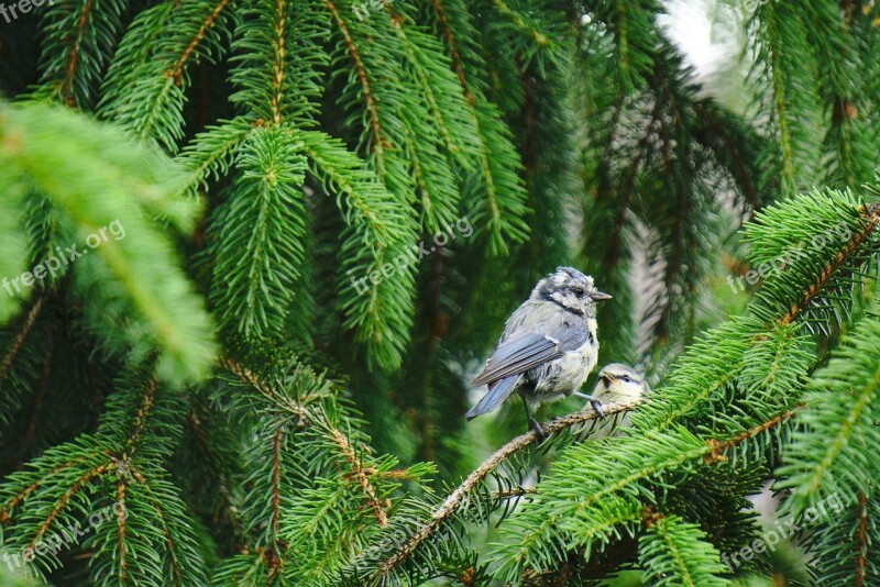 Blue Tit Fir Feeding Bird Wildlife