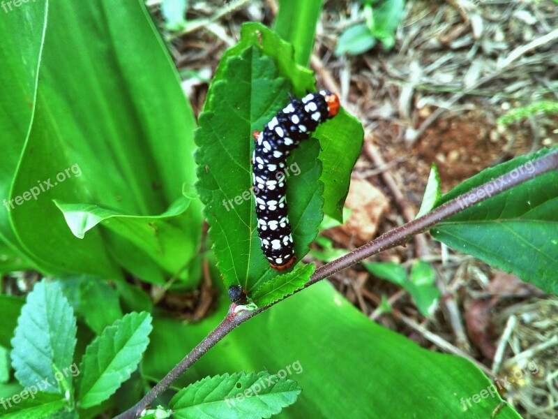 Caterpillar Nature Leaf Wildlife Green