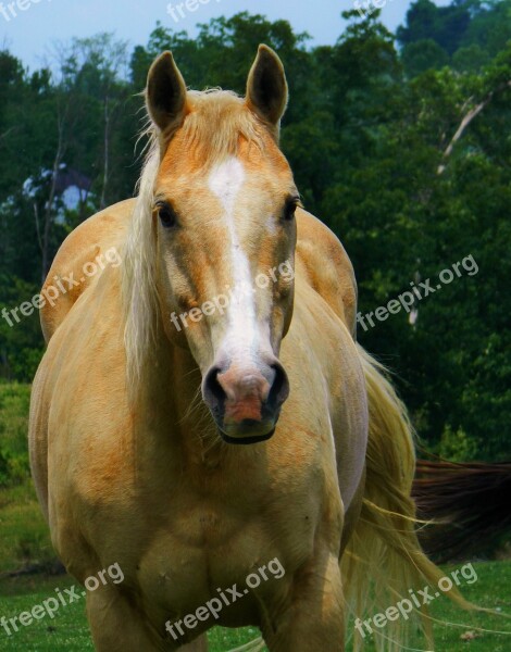 Palomino Horse American Quarter Horse Meadow Free Photos