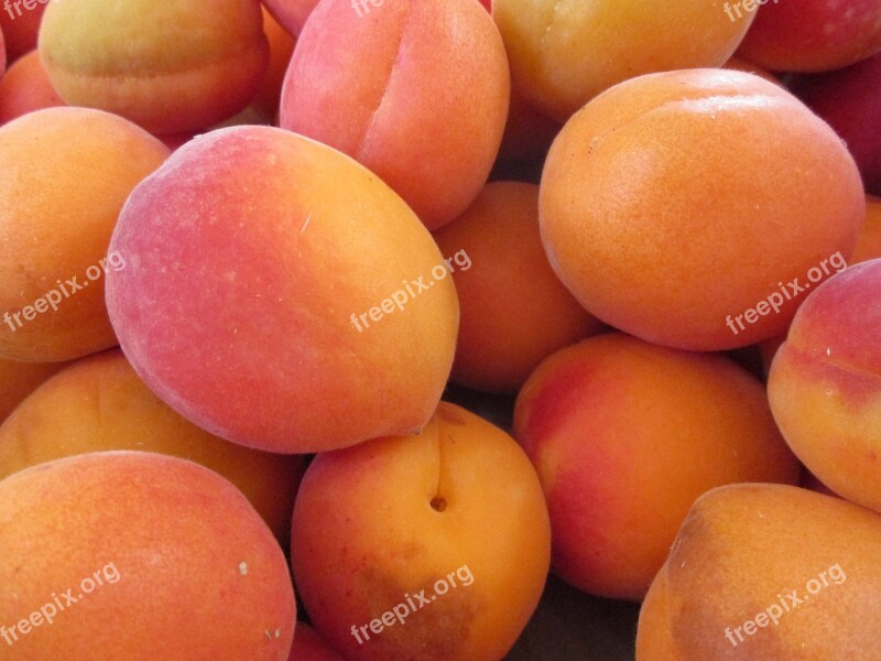 Apricots Fruit Apricot-tree Free Photos