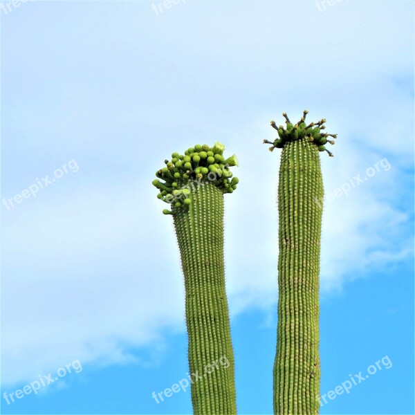 Cactus Arizona Saguaro Blooms Sky