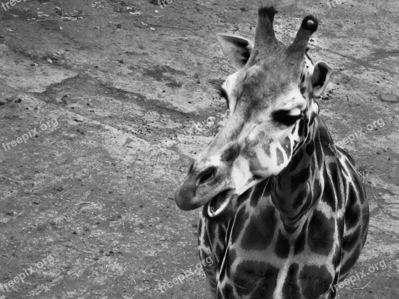 Giraffe Black The Zoo Animal Free Photos