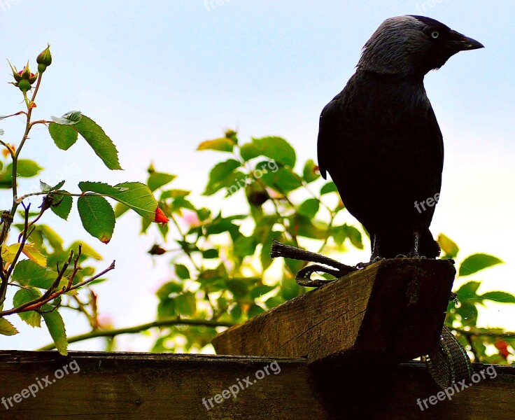 Jackdaw Black Birds Bird Raven Bird