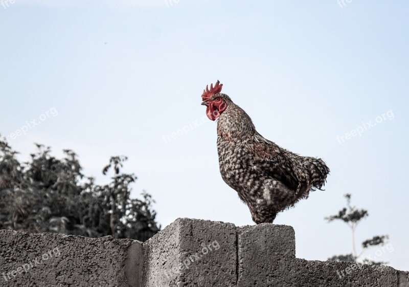 Chicken Wall Roaster Poultry Rooster