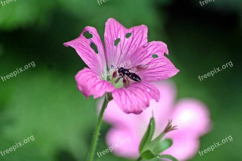 Walk In The Park Spring Hamburgensien Bee Pollination