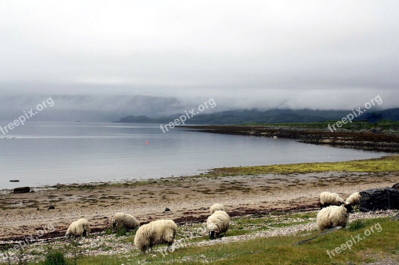 Animal Sheep Nebelschleier Bad Weather Photography Western Highlands