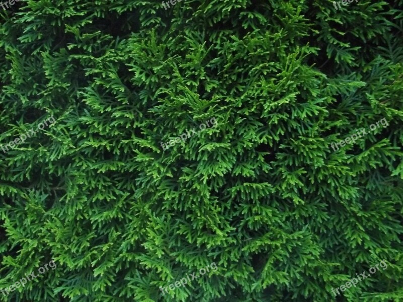 Hedge Green Plant Background Texture