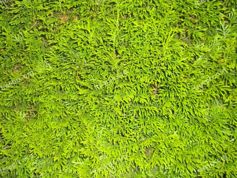 Hedge Green Plant Background Texture