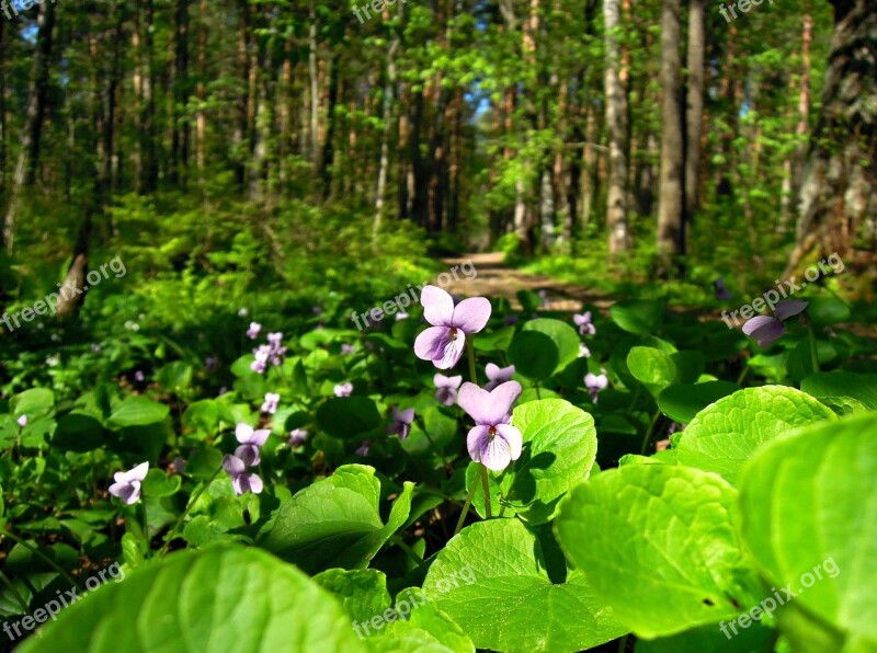 Violet Viola Purple Flowers Flower